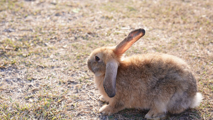 Rabbit in green field and farm way. Lovely and lively bunny in nature with happiness. Young rabbit in forest.