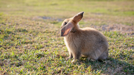 Rabbit in green field and farm way. Lovely and lively bunny in nature with happiness. Young rabbit in forest.