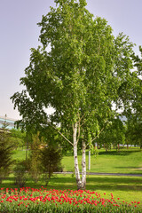 Birch on the embankment in Novosibirsk. Blooming red colorful tulips, green trees on the lawn in spring. Siberia, Russia