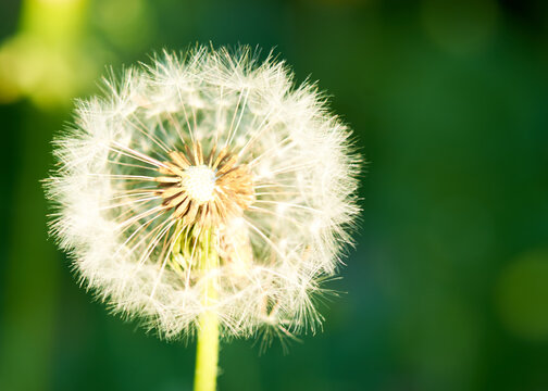 white dandelion flower on green grass background