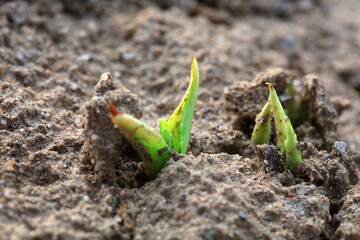 Plants sprout out of the soil