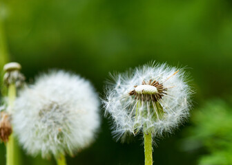 white dandelion large blanc grows in nature