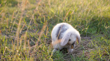Rabbit in green field and farm way. Lovely and lively bunny in nature with happiness. Young rabbit in forest.