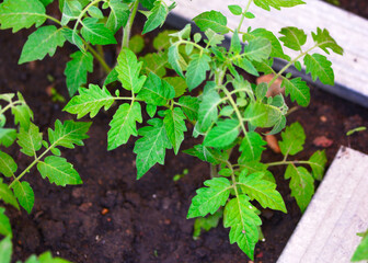 tomato seedlings grow actively in the country