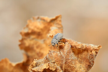 Beetles on yellow leaves, early spring, North China