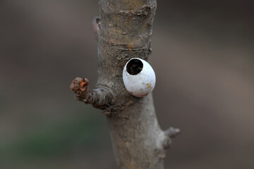 Moth eggs on a dry branch, North China