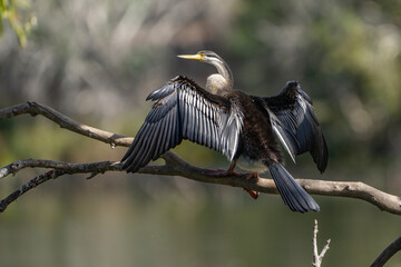 Australasian Darter