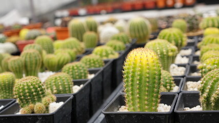 Cacti, dessert plant in many type and shape with it needle as leaf. Variety cactus in pot and garden. Succulent plant grow dry area