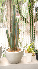 Cacti, dessert plant in many type and shape with it needle as leaf. Variety cactus in pot and garden. Succulent plant grow dry area