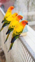 Orange love bird, three color lovely parrot in bird cage. Wing pet with colorful feather stay in white steel house.