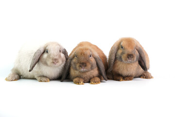 Baby adorable rabbit on white background. Young cute bunny in many action and color. Lovely pet with fluffy hair hare.