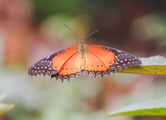 Fototapeta na wymiar Butterfly in jungle the beauty of nature. Orange butterfy with stripe black wings