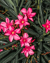Pink Nerium oleander flowers close up
