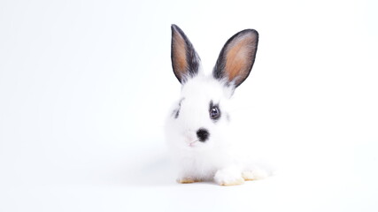 Baby white and black dot rabbit on white background. Cute little bunny as lovely pet.