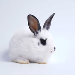 Baby white and black dot rabbit on white background. Cute little bunny as lovely pet.