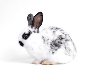 Baby white and black dot rabbit on white background. Cute little bunny as lovely pet.