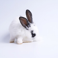 Baby white and black dot rabbit on white background. Cute little bunny as lovely pet.