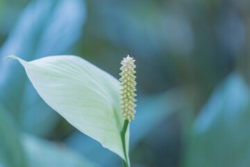 Fototapeta premium 白い花