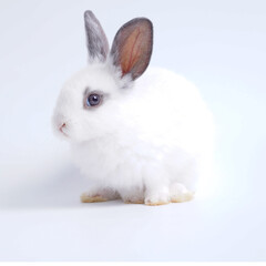 Baby white and black dot rabbit on white background. Cute little bunny as lovely pet.