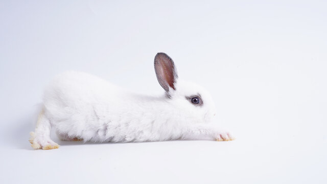 Baby white and black dot rabbit on white background. Cute little bunny as lovely pet.