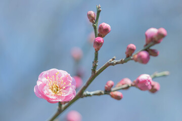 梅の花