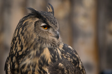horned owl looking for prey