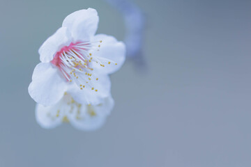 梅の花
