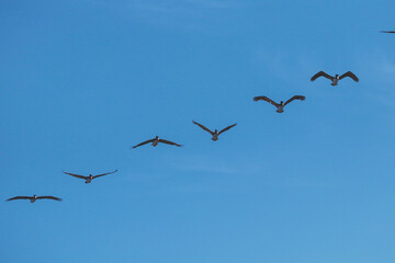 Pajaros 