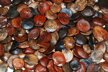 Close up photos of the seeds of Wisteria in legume