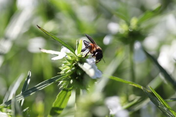 Indian big Honeybee sucking honey from white flower plant