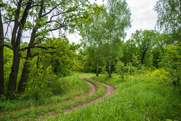 Winding forest road on a summer afternoon