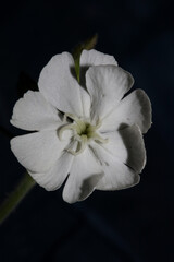 White flower blossom close up botanical background silene latifolia family caryophyllceae high quality big size print