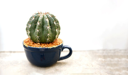 Cacti, dessert plant in many type and shape with it needle as leaf. Variety cactus in pot and garden. Succulent plant grow dry area