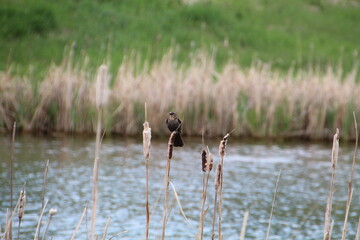 Calling From The Reeds, Pylypow Wetlands, Edmonton, Alberta