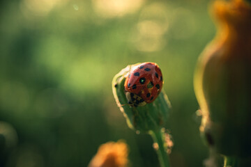 Ladybug