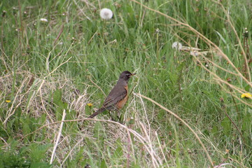 Robin In The Grass, Pylypow Wetlands, Edmonton, Alberta