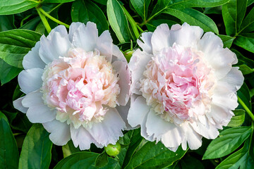 Closeup of beautiful pink Peonie flower