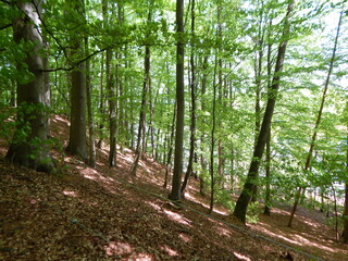 Obraz premium footpath in the forest