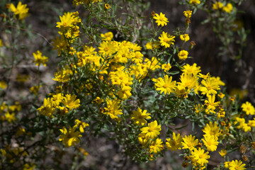 Obraz premium yellow flowers beautiful bloom nature colorful 