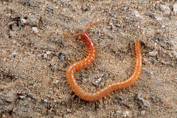 Centipede crawls on the ground, North China