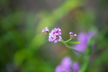purple flower in the garden