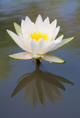 Beautiful Wet White Water Lily