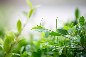 green leaves in the morning