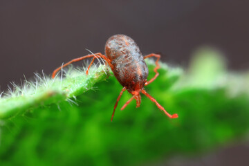 A tick mite in green leaves, North China