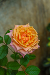 A close-up photo of a rose in two colors, orange, and pink