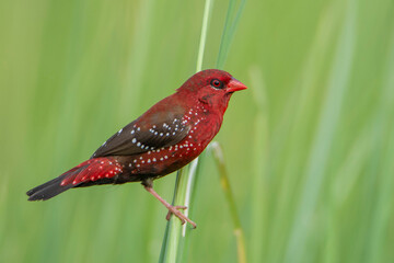 Male Red Avadavat (Amandava amandava) sitting on a green grass. seen in a India.