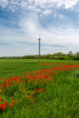 Summer landscape with wheat field with red poppies and power pole