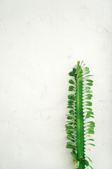 Euphorbia Trigona or African Milk Tree, Green Strong Spines like Cactus with White Wall Background, Empty Space, Copy Space                               