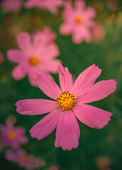 Obraz premium Garden flower