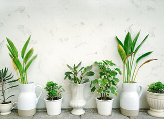 Difference types of green plants in pots was placed on the white wall of the house
